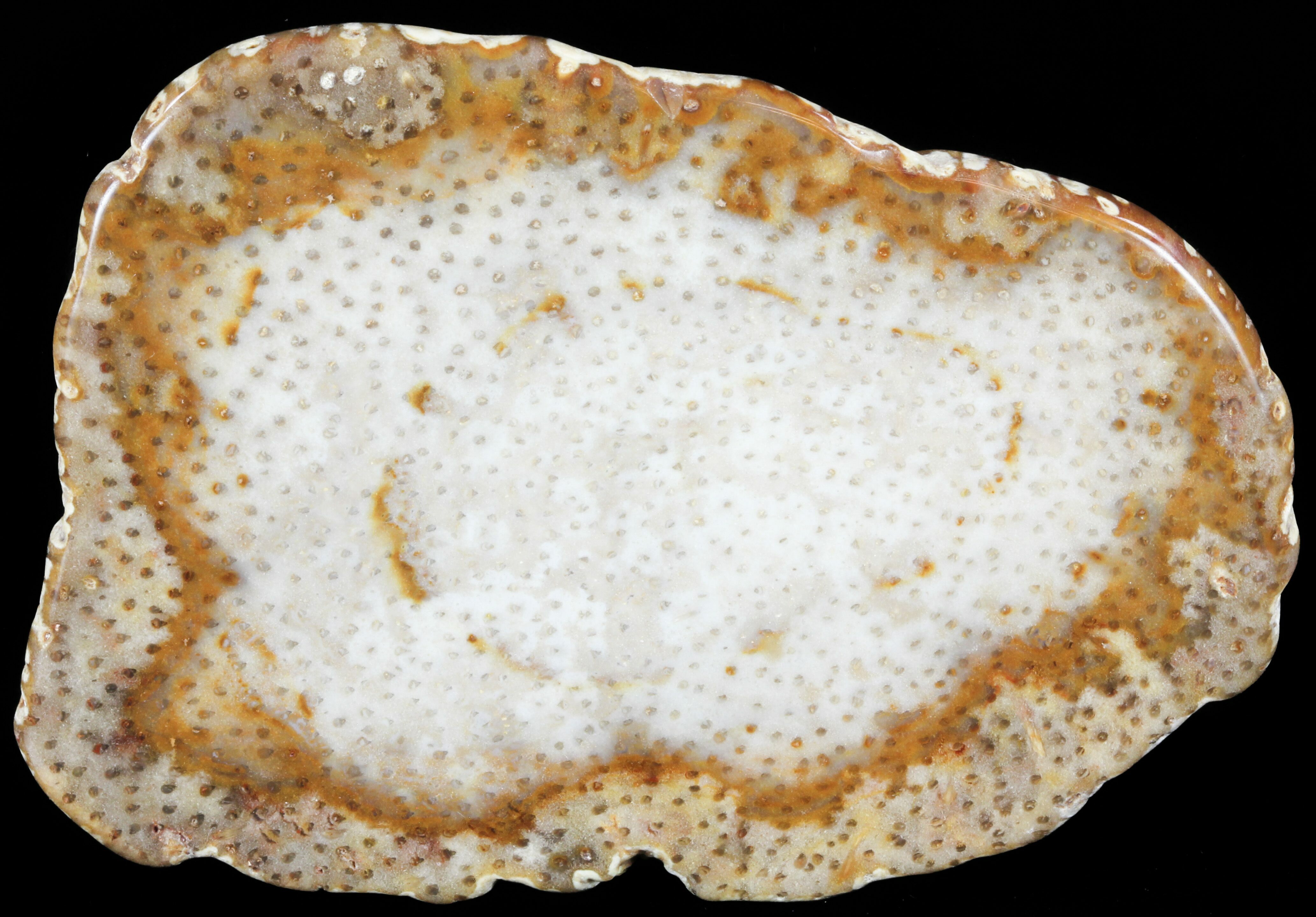 3.7" Petrified Palm Wood (Palmoxylon) Slab Louisiana For Sale (60577