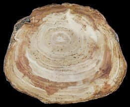 Conifer Petrified Wood Slab - Sweethome, Oregon #60930