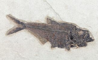 Diplomystus Fish Fossil - Wyoming #60981