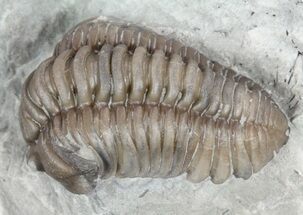 Curled, Flexicalymene Trilobite - Ohio #61007