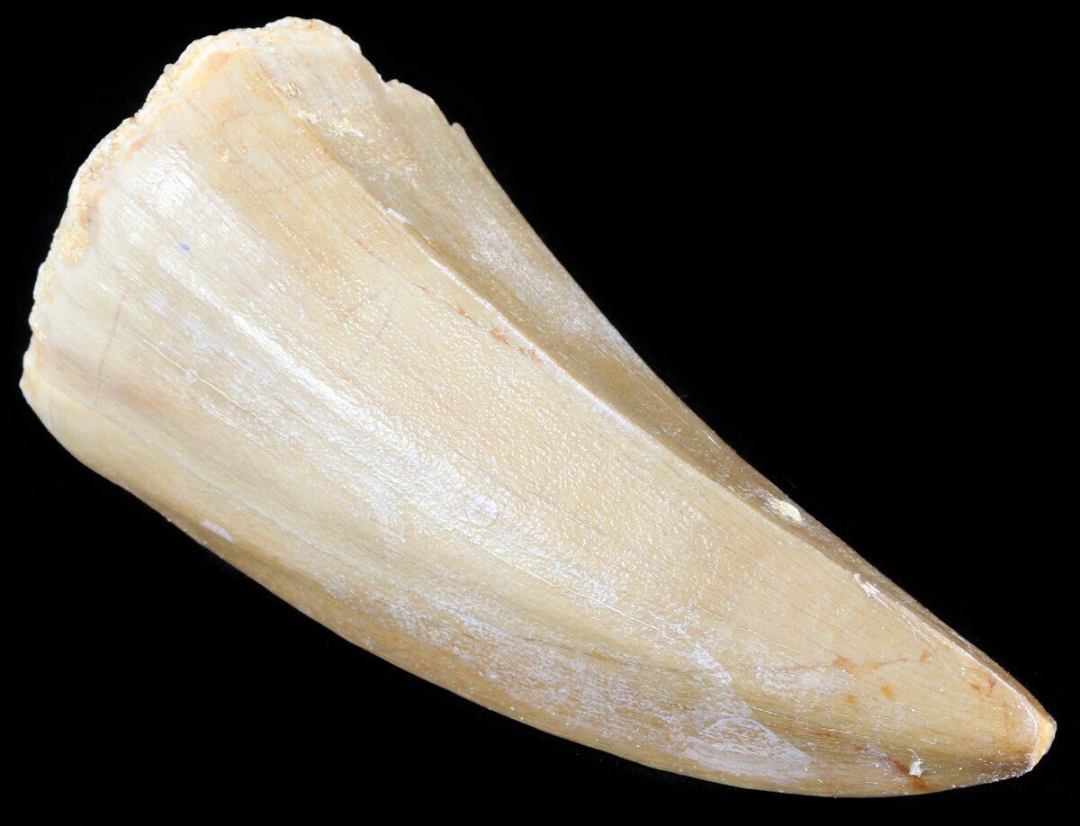 mosasaurus teeth for sale