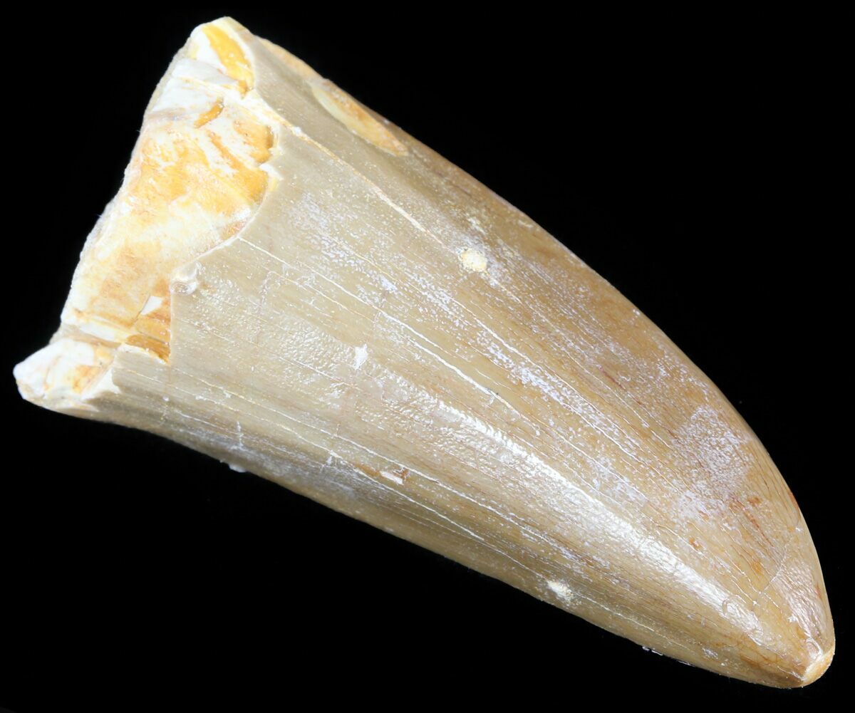 mosasaurus tooth for sale