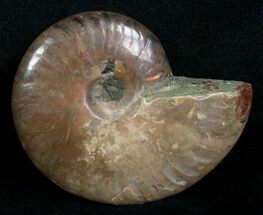 Red Iridescent Ammonite #5220
