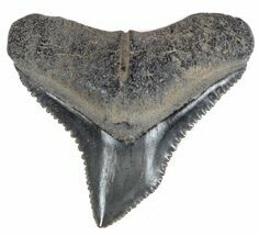 Fossil Bull Shark Tooth - Florida #61628