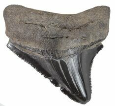 Juvenile Megalodon Tooth - Serrated #61722