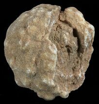 1.6" Flower-Like Sandstone Concretion - Pseudo Stromatolite - Crystal #62216