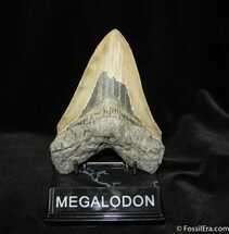 Megalodon Tooth With Stand #727