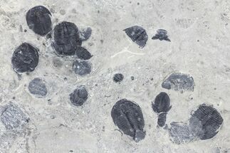 Cluster Of Elrathia Trilobites In Shale - Utah #61871