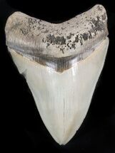 Serrated, Megalodon Tooth - Glossy Enamel #62640