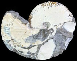 1.8" Discoscaphites Ammonite - South Dakota - Fossil #62612