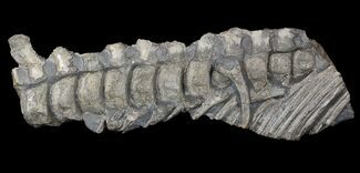 Articulated Ichthyosaur Vertebra - Port Mulgrave, England #62899