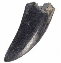 Tyrannosaur Tooth - Judith River Formation, Montana #63114
