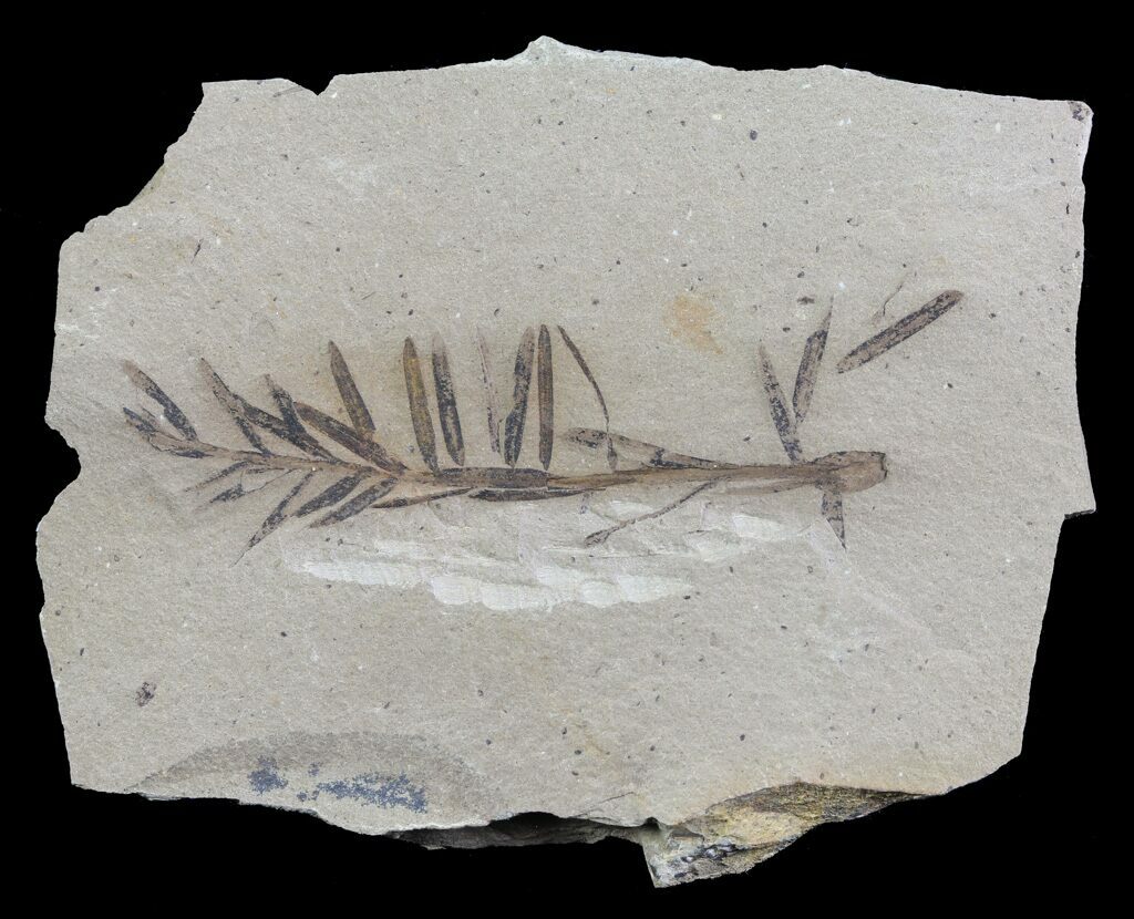 Metasequoia Dawn Redwood Fossil