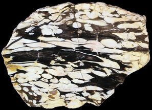 Slab of Fossilized Peanut Wood - Australia (Special Price) #63331