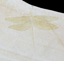 Fossil Dragonfly (Pos/Neg Pair) - Solnhofen Limestone #63374