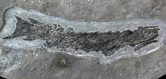 Devonian Tristichopterus - Fish & Tetrapod Transitional Fossil #63382