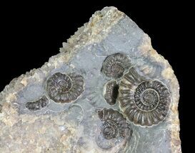 Ammonite (Promicroceras) Fossil Cluster - Somerset, England #63518