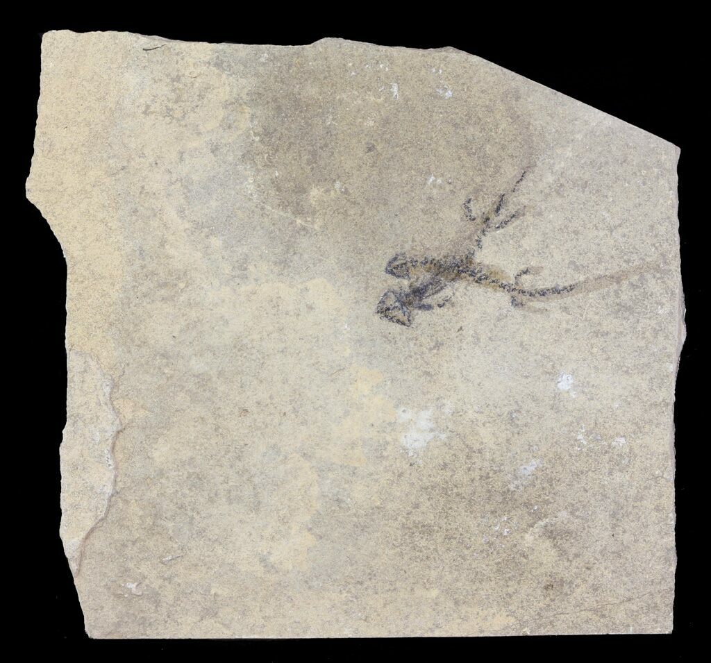 Double Permian Branchiosaur (Amphibian) Fossil - Germany For Sale