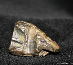 Million Year Old Fossil Triceratops Tooth #748