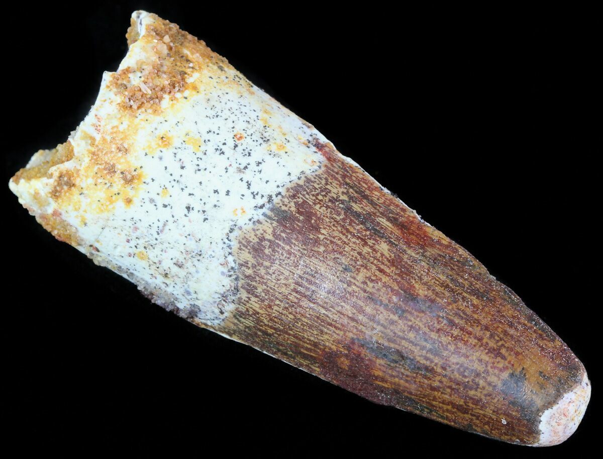 spinosaurus tooth real