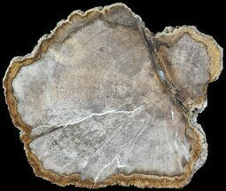 Petrified Wood (Dicot) Round - Texas #63473