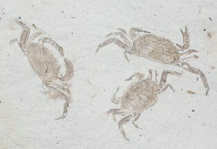 Three Fossil Pea Crabs (Pinnixa) From California - Miocene #63721