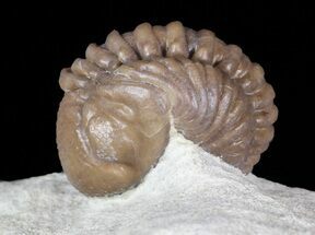 Partially Enrolled Lochovella (Reedops) Trilobite - Oklahoma #62923