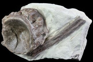 Xiphactinus (Cretaceous Fish) Vertebra and Rib- Kansas #64171