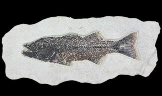 Mioplosus Fossil Fish - Wall Hanger Installed #64191