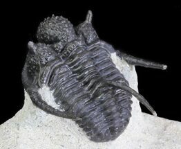 Bumpy Cyphaspis Trilobite #64411