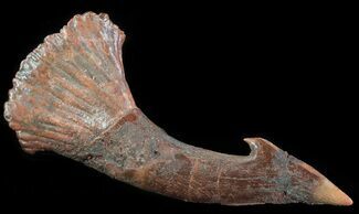 Cretaceous Sawfish (Onchopristis) Rostral Barb #64495