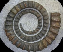 Devonian Ammonoid (Anetoceras) - Morocco #64448