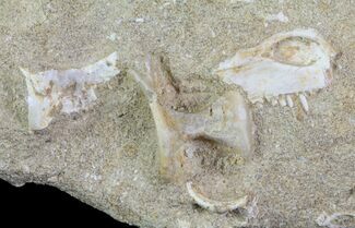Interesting Partial Fish Skull with Teeth - Cretaceous #64655
