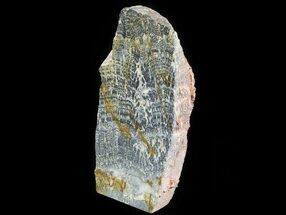 Polished, Asperia Stromatolite Section ( lbs) - Australia #64792