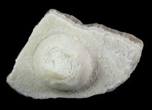 Fossil Pearl - Smoky Hill Chalk, Kansas #64154