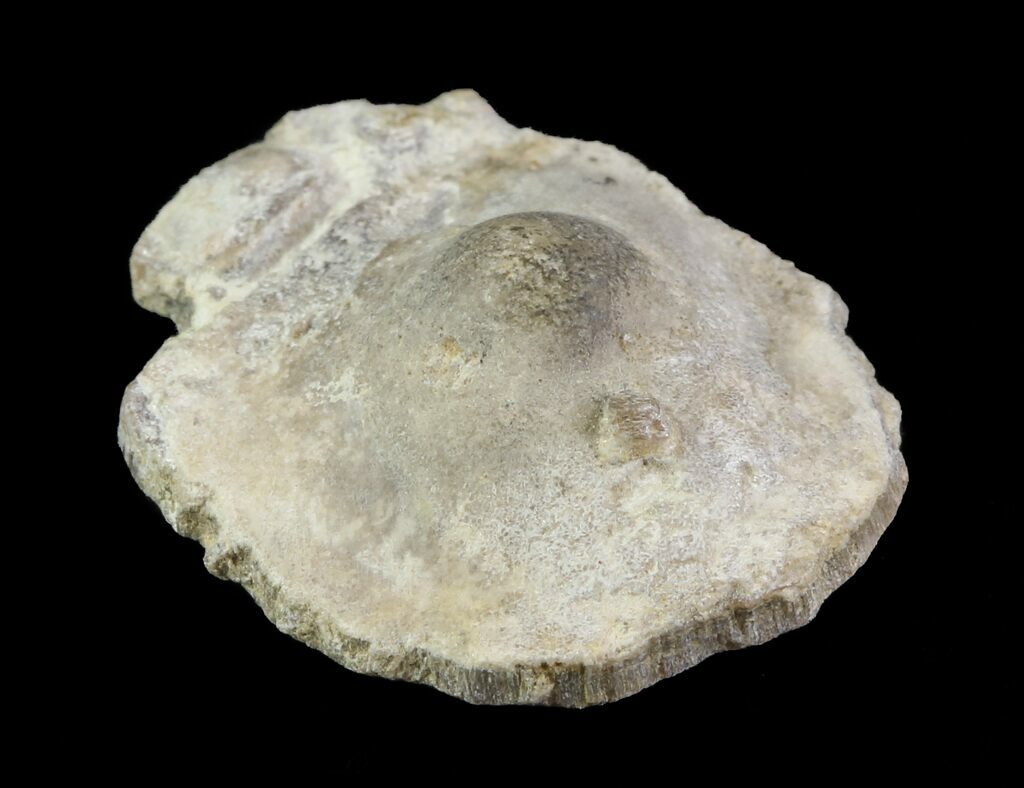 Fossil Pearl - Smoky Hill Chalk, Kansas (#64148) For Sale - FossilEra.com