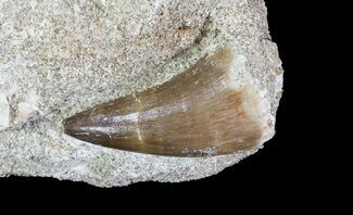 Mosasaur (Prognathodon) In Rock - Nice Tooth #65213