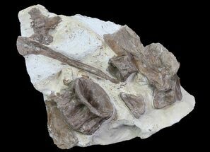 Xiphactinus (Cretaceous Fish) Bones in Chalk- Kansas #64172