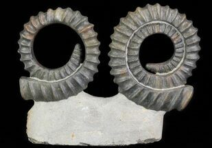 Two Devonian Ammonites (Anetoceras) - Morocco #64458