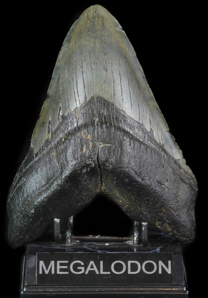 623 Megalodon Tooth Restored Root Lobe 50 Foot Shark For Sale 65362