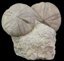 Displayable Fossil Sea Urchins (Clypeus) - England #65365