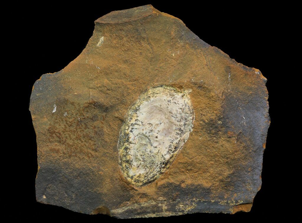 dakota fossil