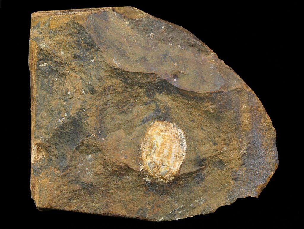 dakota fossil