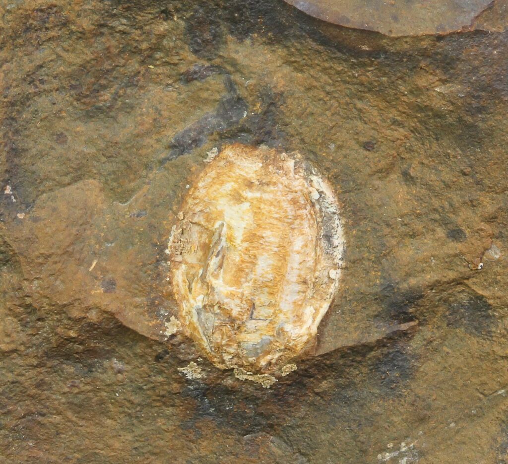 north dakota fossil site