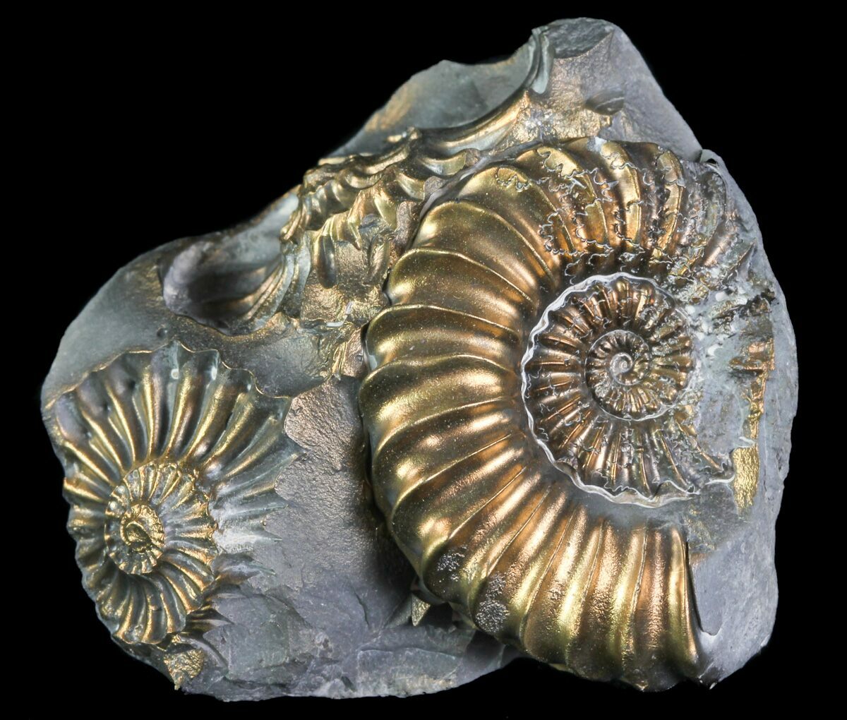 Pyritized Pleuroceras Ammonite Cluster - Germany For Sale (#64845 ...