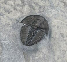 Undescribed Kendallina Trilobite - McKay Group #5474