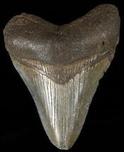 Megalodon Size: How Big Was The Megalodon Shark? - FossilEra.com