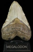 Fossil Megalodon Tooth - Very Heavy #66129