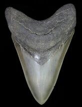 Serrated, Fossil Megalodon Tooth - Great Color #66198