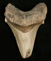 / Angustidens Tooth - Pre Megalodon #5419